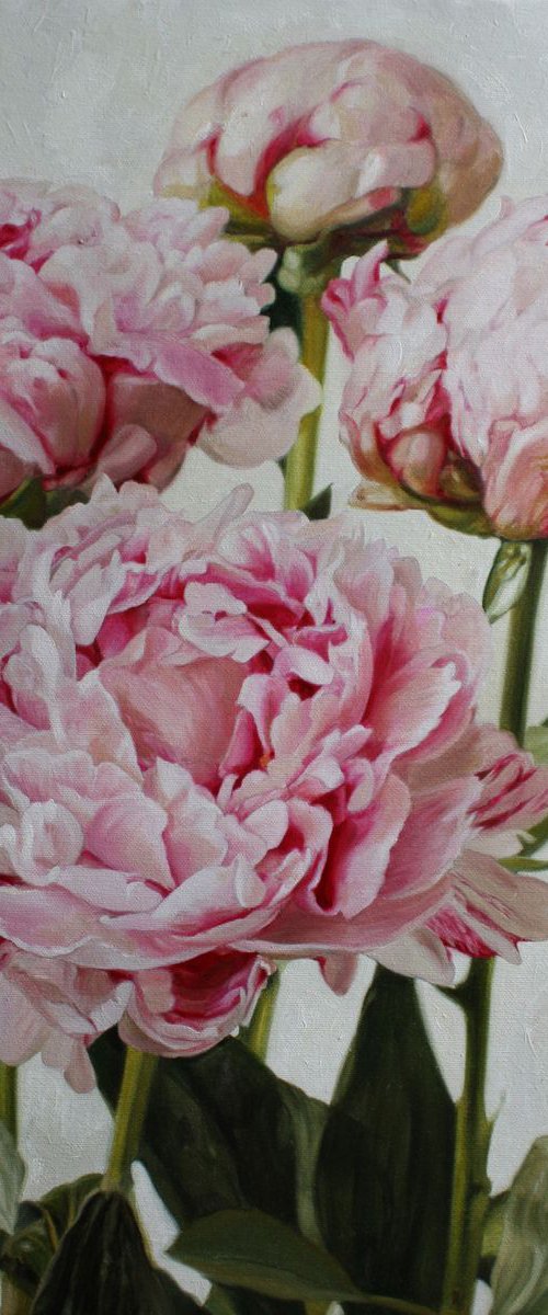 pink peonies by Julia Diven