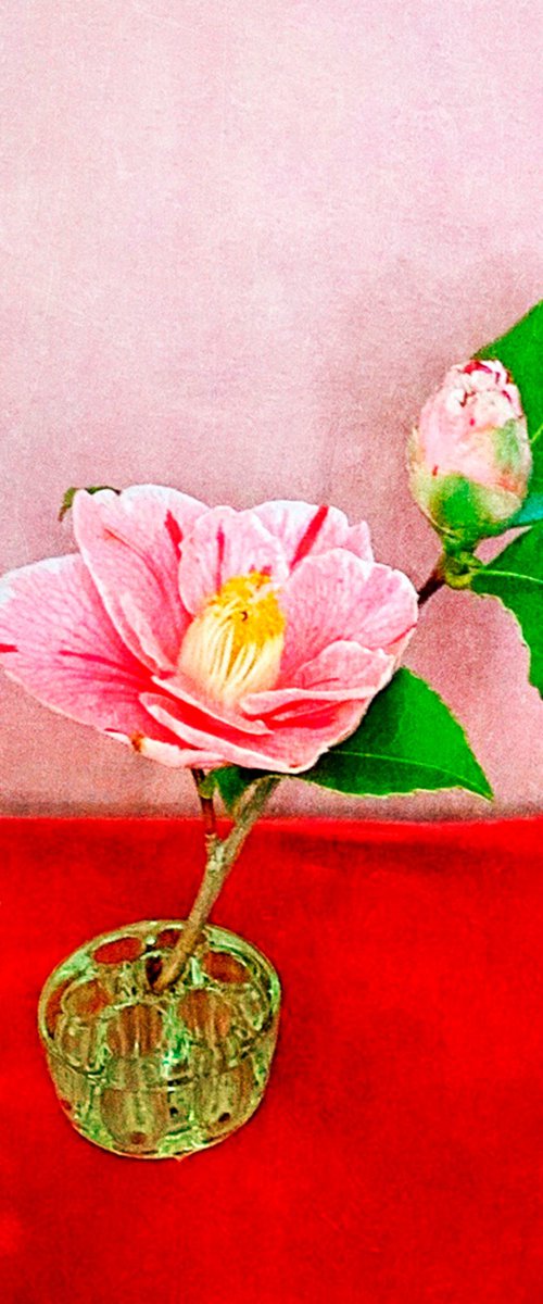 ONE PINK CAMELIA by SARAH PARSONS