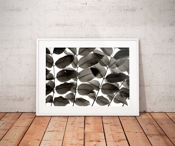 Branches and Leaves I | Limited Edition Fine Art Print 1 of 10 | 45 x 30 cm