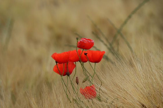 Lost in the Rye