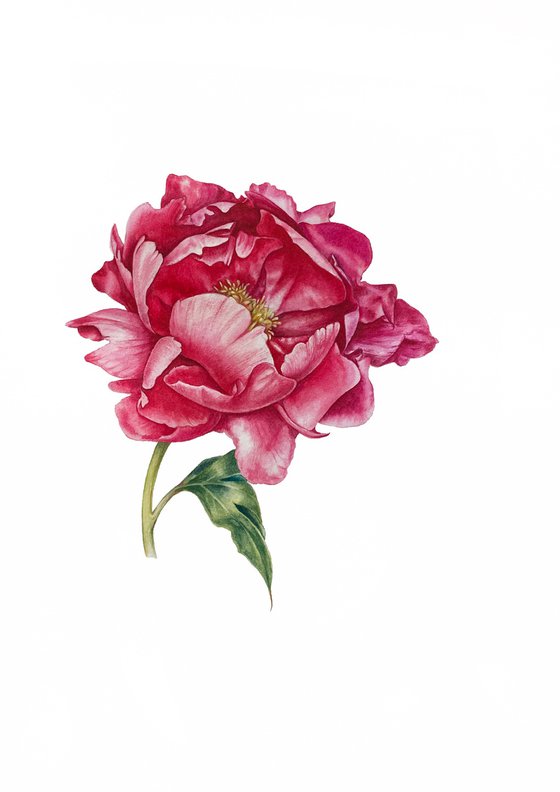 Peony. Original watercolor artwork.