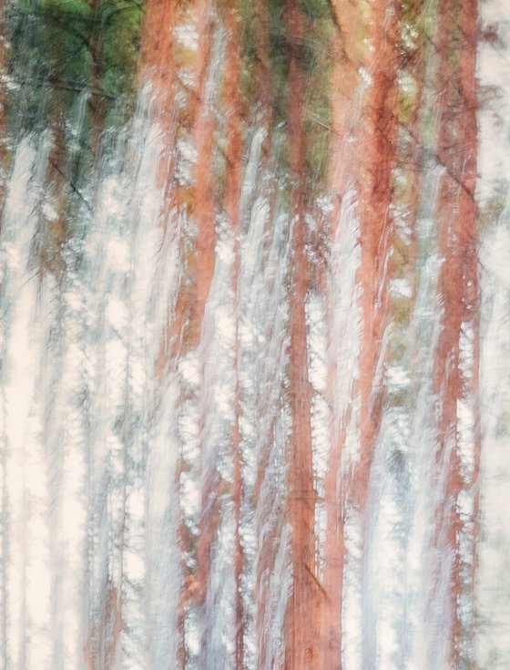 Metsä (studio 8)