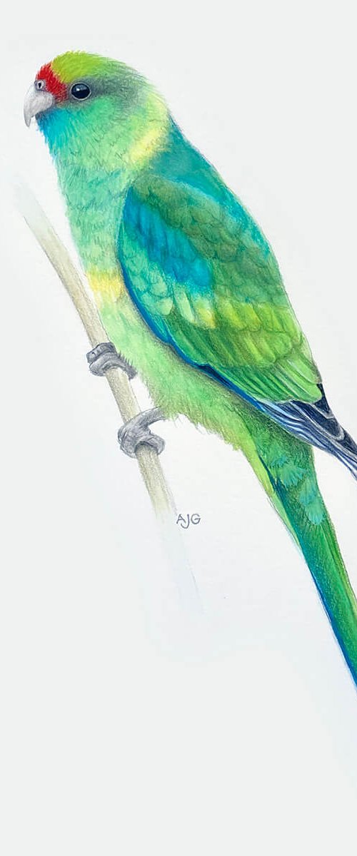 Mallee Parrot by Amanda Gosse