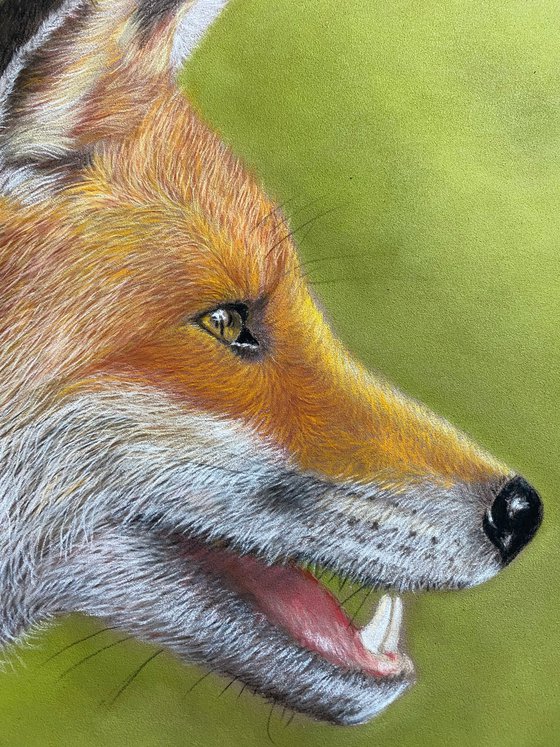 Fox in pastels