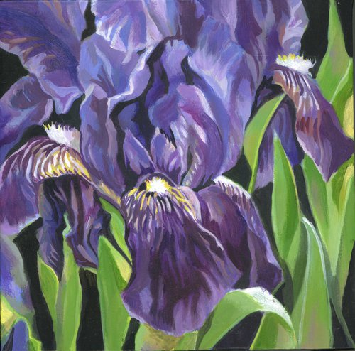 blue irises acrylic floral by Alfred  Ng