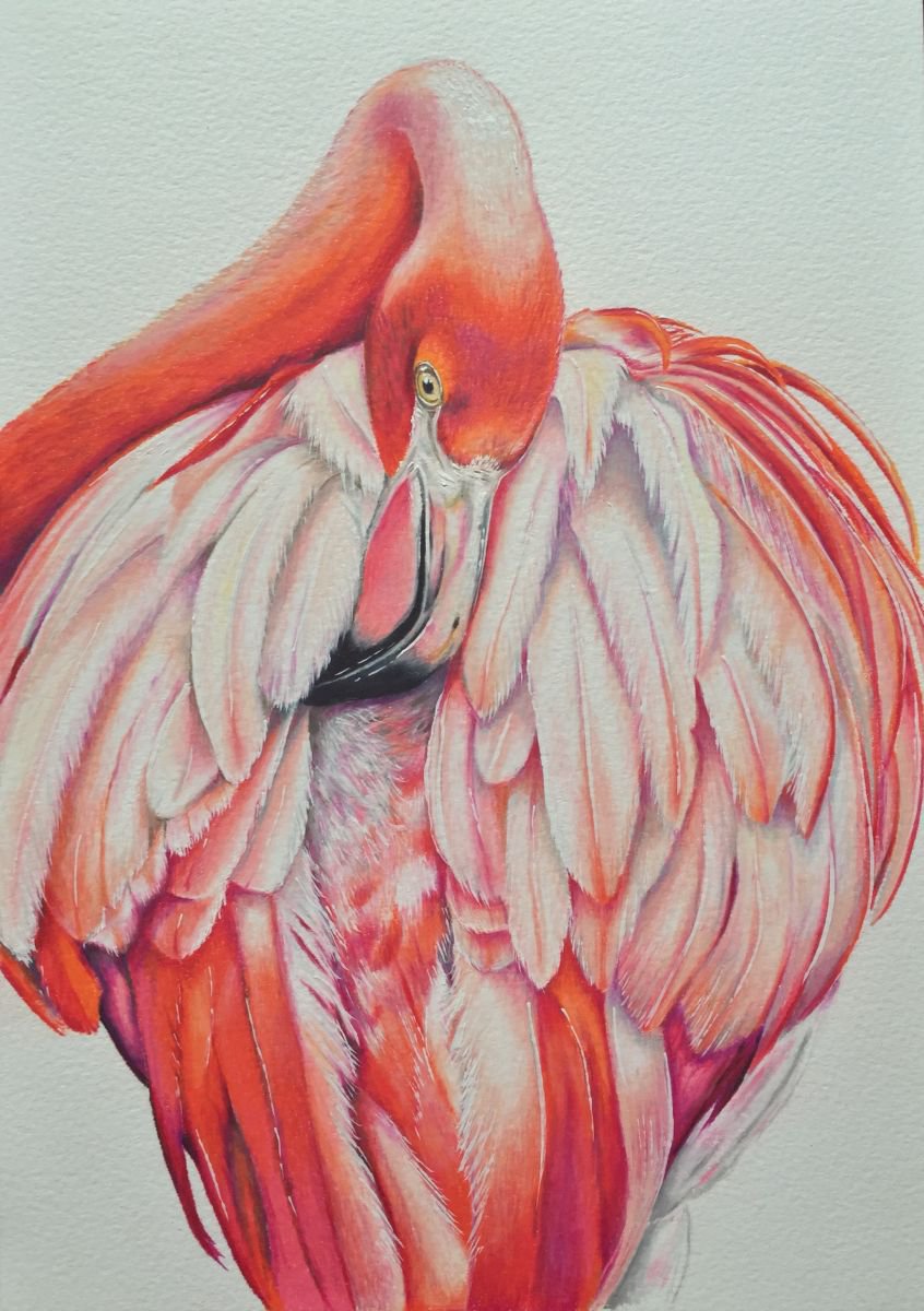 Flamingo Pencil drawing by Karen Elaine Evans Artfinder