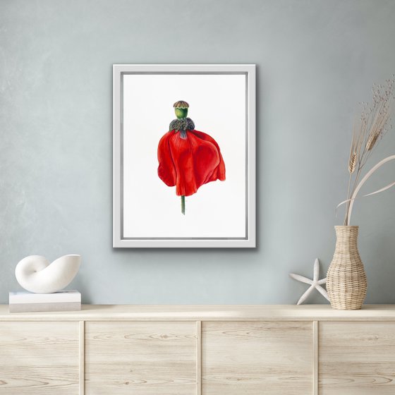 Dancing red poppy. Original watercolour artwork.