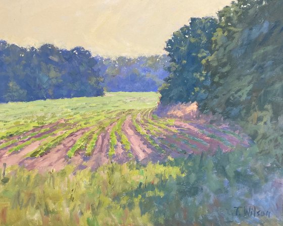 July Morning Vaughan Ms