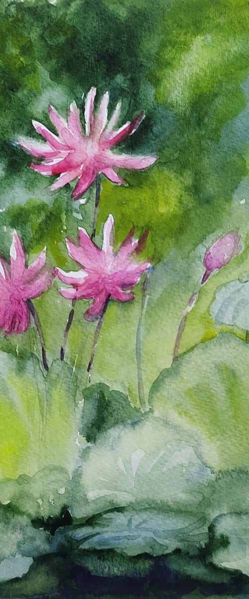 Pink Water Lilies Sl. No 18 by Asha Shenoy