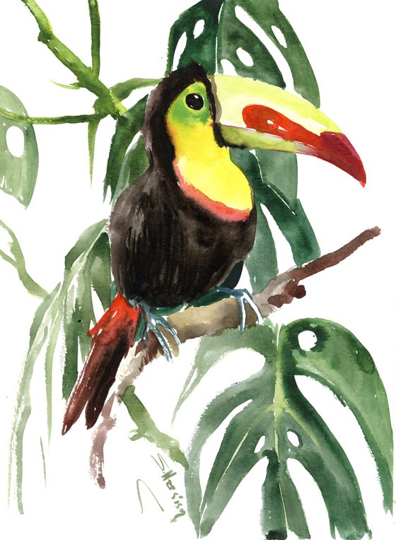 Toucan