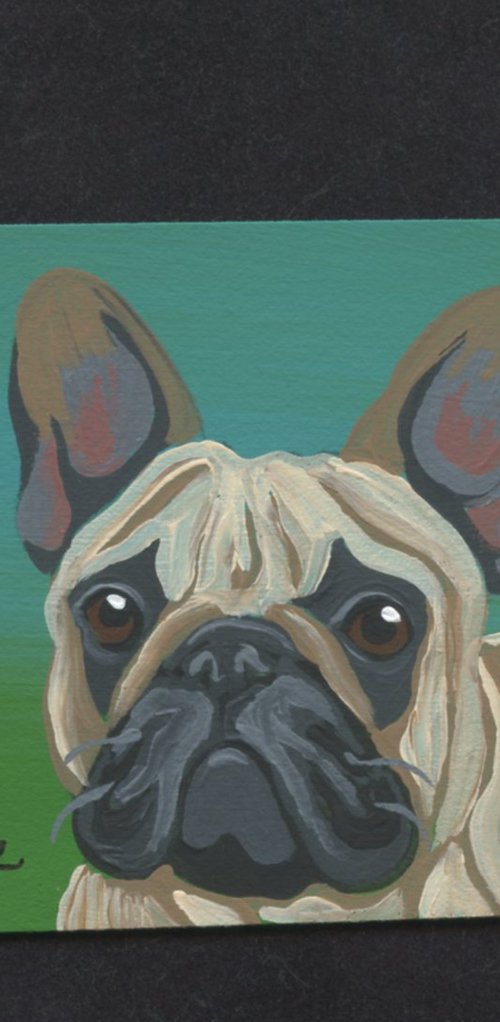 French Bulldog by Carla Smale