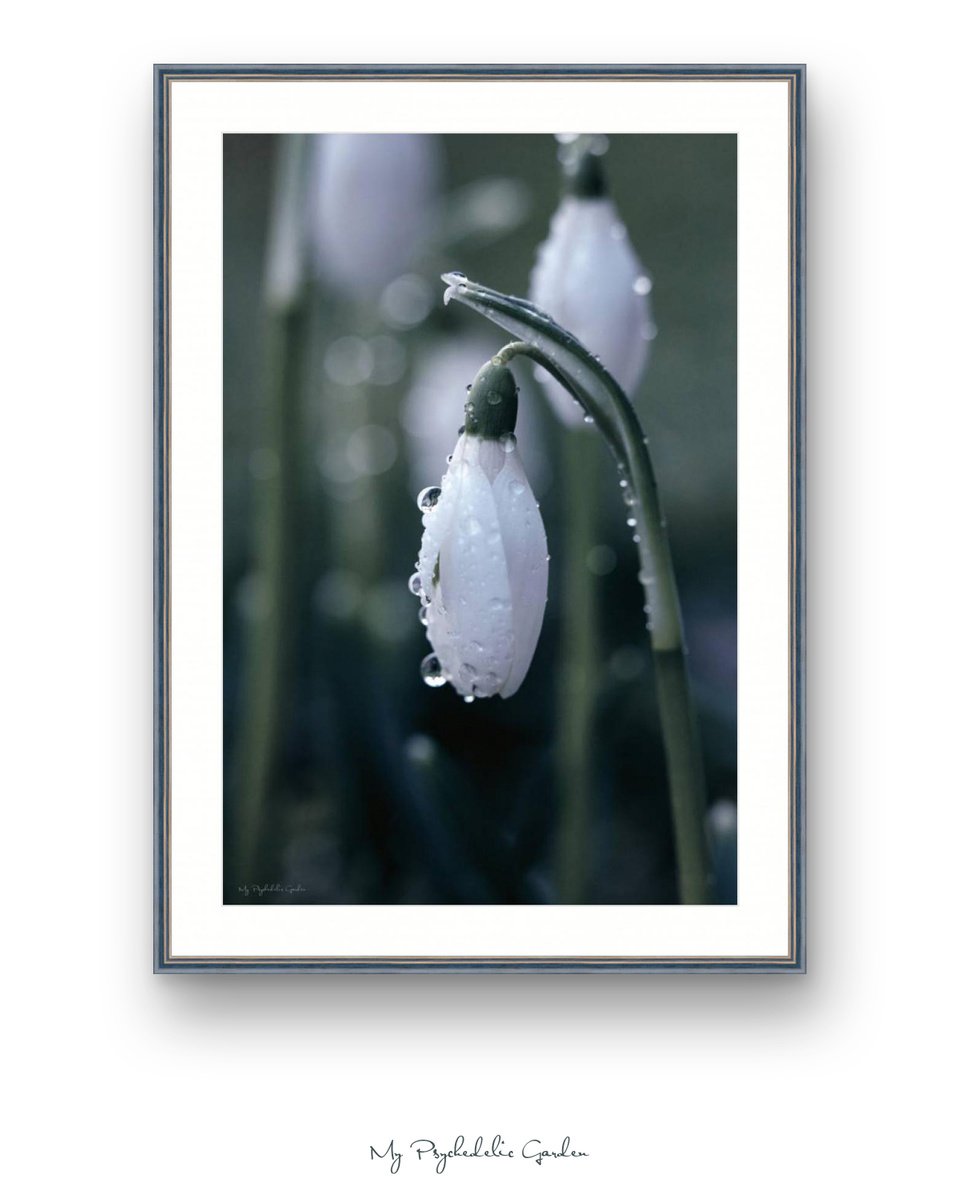Charming purity - limited edition gicle print of snowdrop
