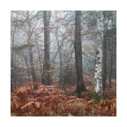 New Forest 2011-X by David Baker