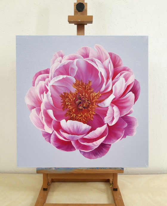 "Coral charm peony"