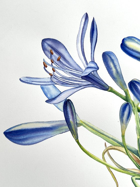 Agapanthus flowers. Original watercolor artwork