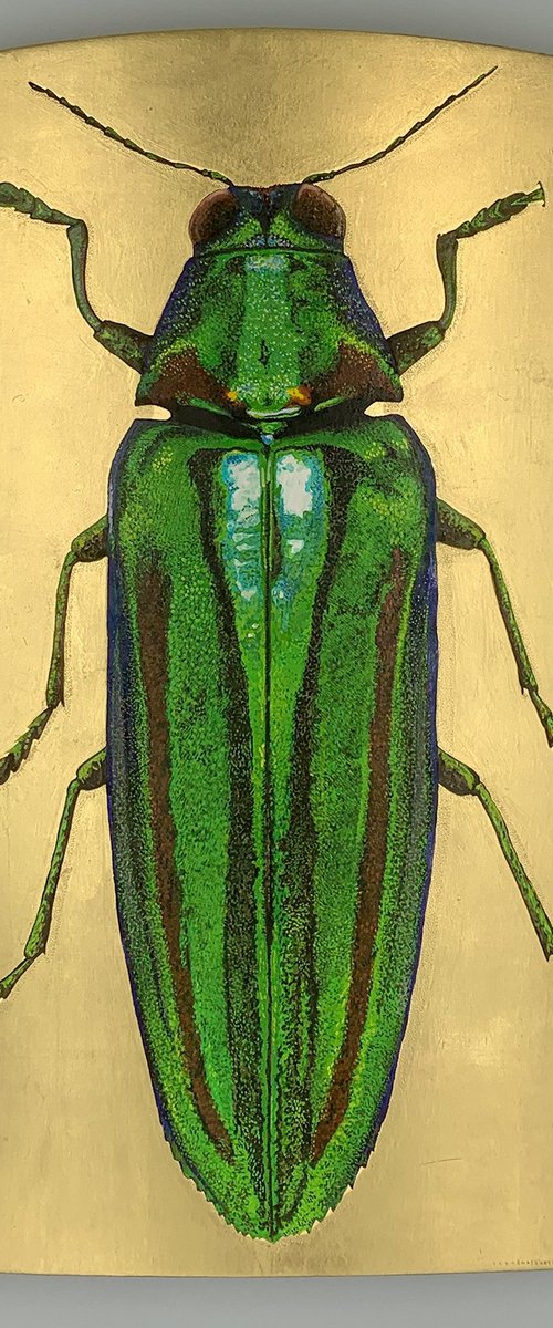 chrysochroa raja assamensis by Gabriella Tundo