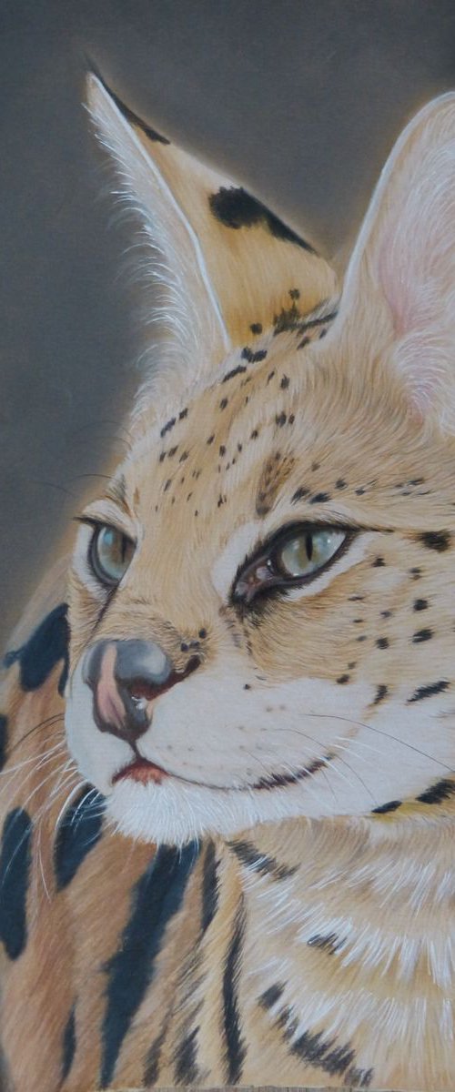Serval by Silvia Frei