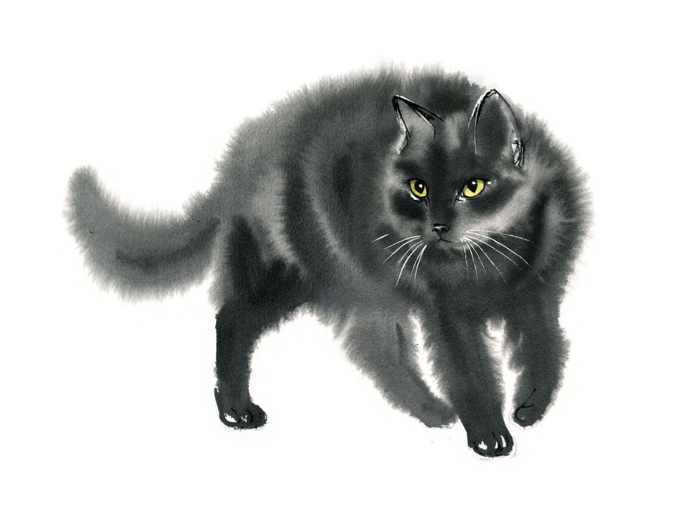 Smokey Grey Cat Fluffy Cat Black Cat Waterc Artfinder