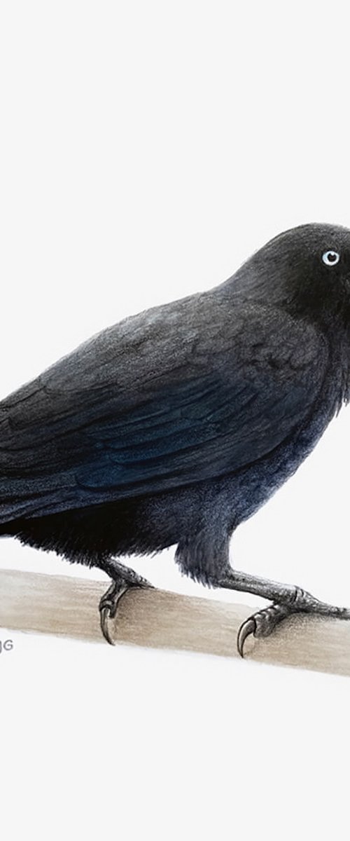 Australian Raven by Amanda Gosse