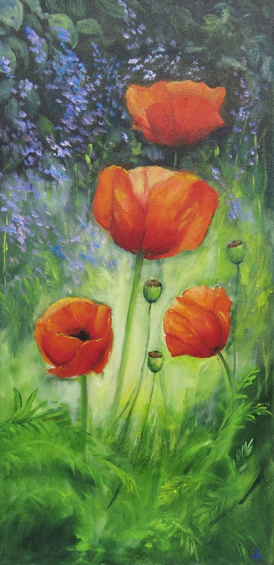 Poppies in my Garden