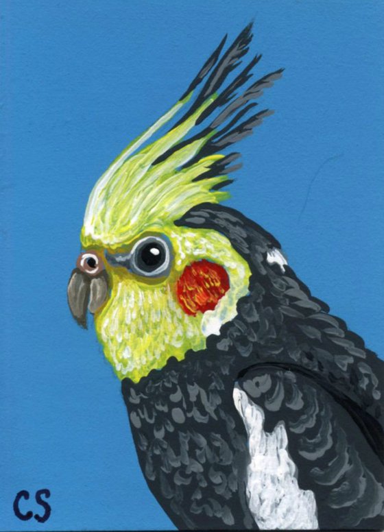 ACEO ATC Original Painting Cockatiel Pet Bird Art-Carla Smale