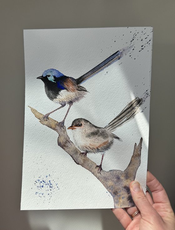 Pair Purple-backed Fairy-wrens