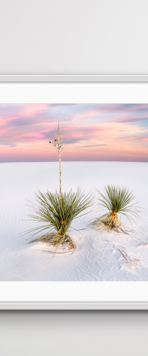Yucca, White Sands - FRAMED - Limited Edition by Francesco Carucci