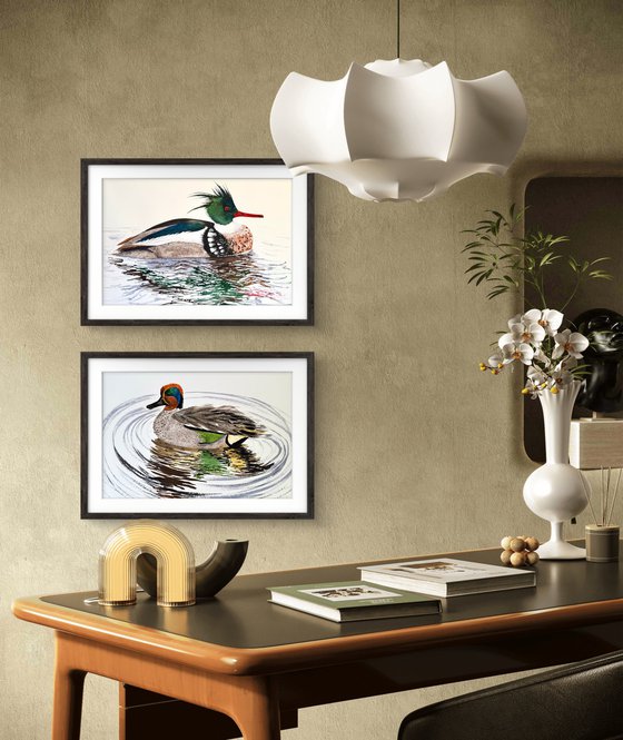 Red-breasted Merganser Male