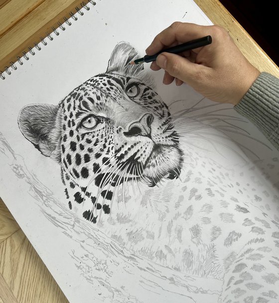 Resting Leopard 2026