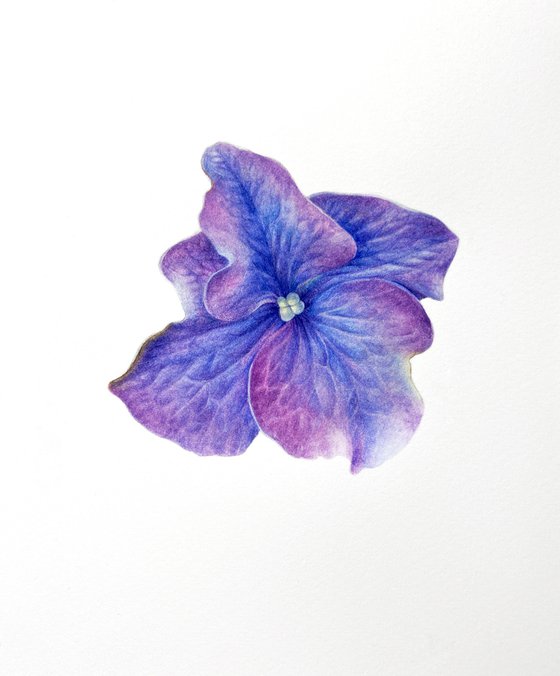Violet Hydrangea 16x19 cm (2021)  small botanical watercolor painting