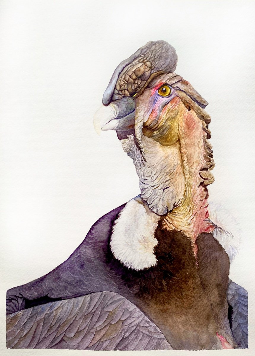 Photorealistic Animal Watercolour By Tetiana Savchenko, 12 X 17", Majesty Of The Andes, Original Artwork