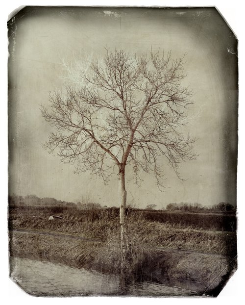 Winter Tree by Louise O'Gorman