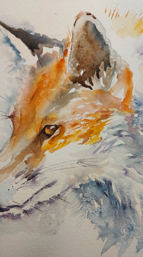 Fox I  watercolour by Sue  Green