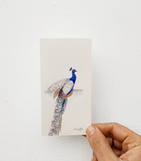 Peacock Miniature Art III