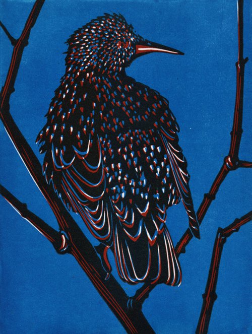 'Starling' by Drusilla  Cole