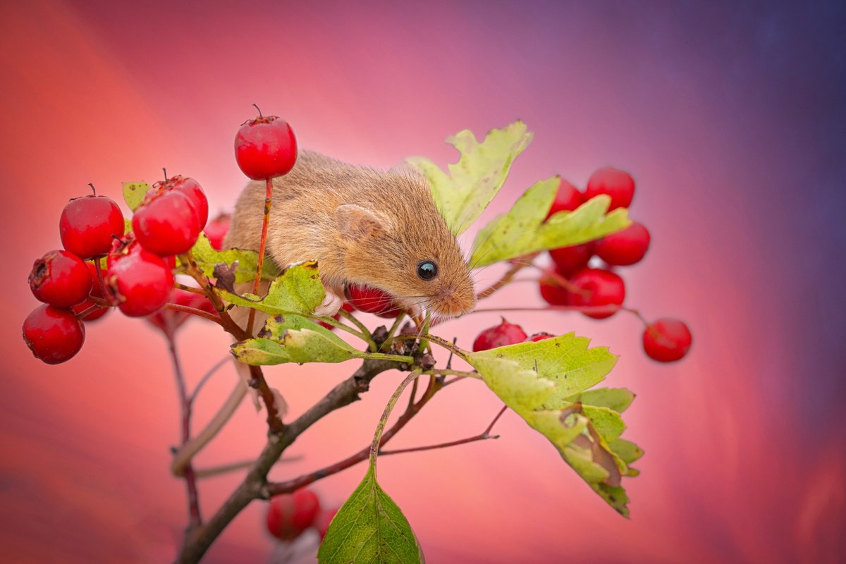 Animal Photograph By Paul Nash, 24 X 16", Harvest Mouse Sunset, Original Artwork