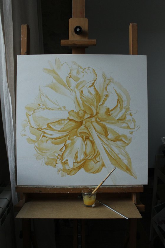 Peony on a white background