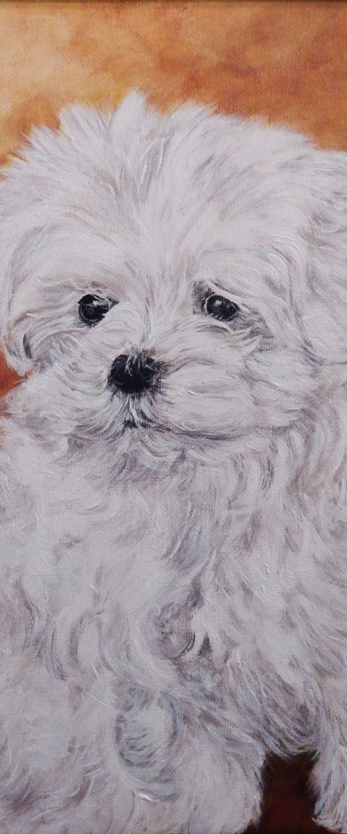 Maltese puppy by Graciela Castro