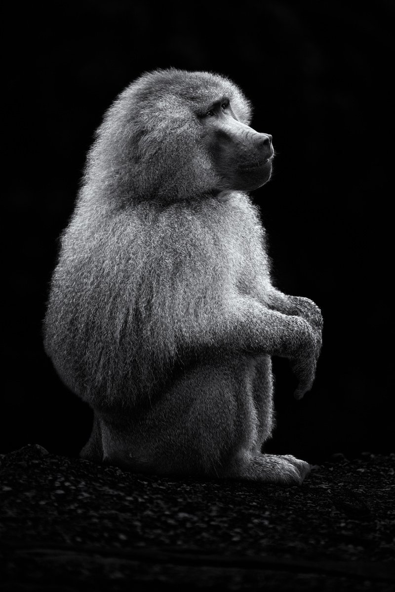 Photorealistic Photograph , Sitting Baboon By Paul Nash, 16 X 24, Artwork For Sale On Artfinder