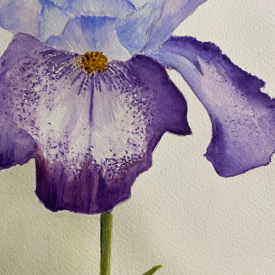 Purple iris in watercolours