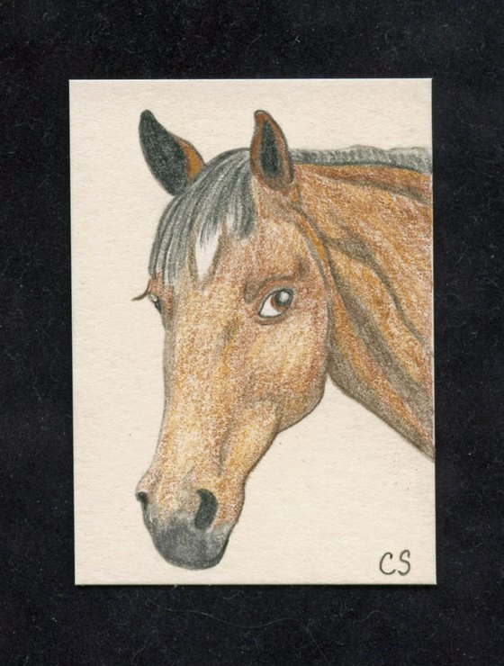 ACEO ATC Original Miniature Drawing Pony Pet Horse Art-Carla Smale