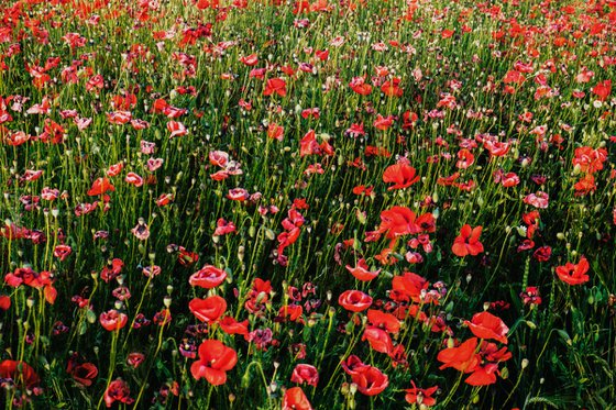 Poppy Field