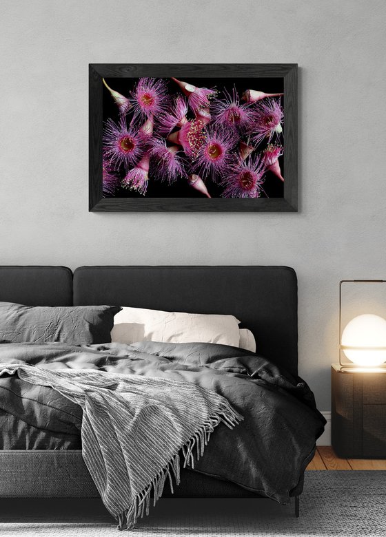 Pink Corymbia Flowers