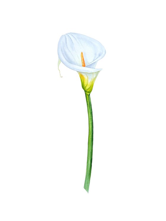 Zantedeschia white. Original watercolor artwork.