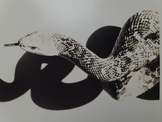 Bull Snake and his Shadow - Sepia Toning Edition