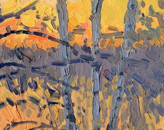 April. Birch sunset