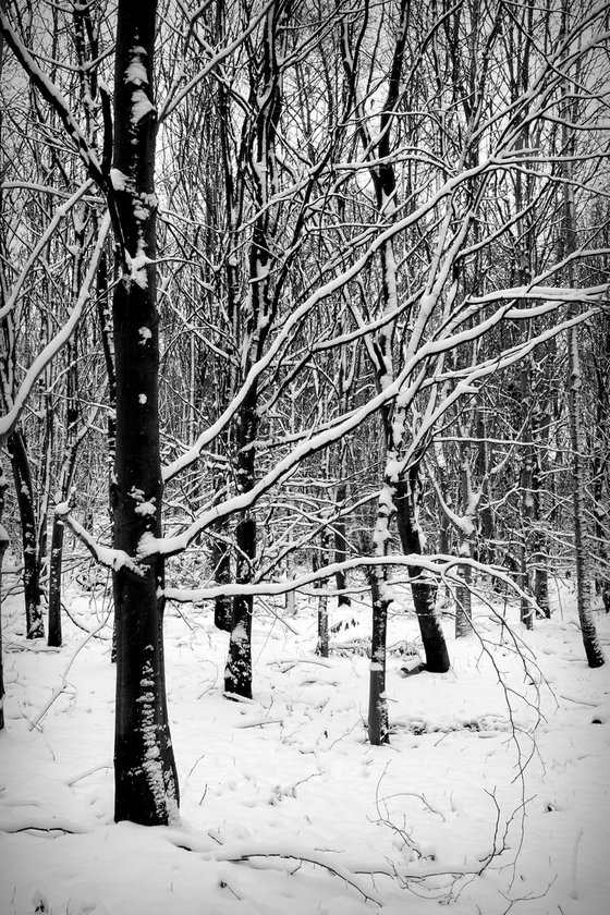 Snowy Trees