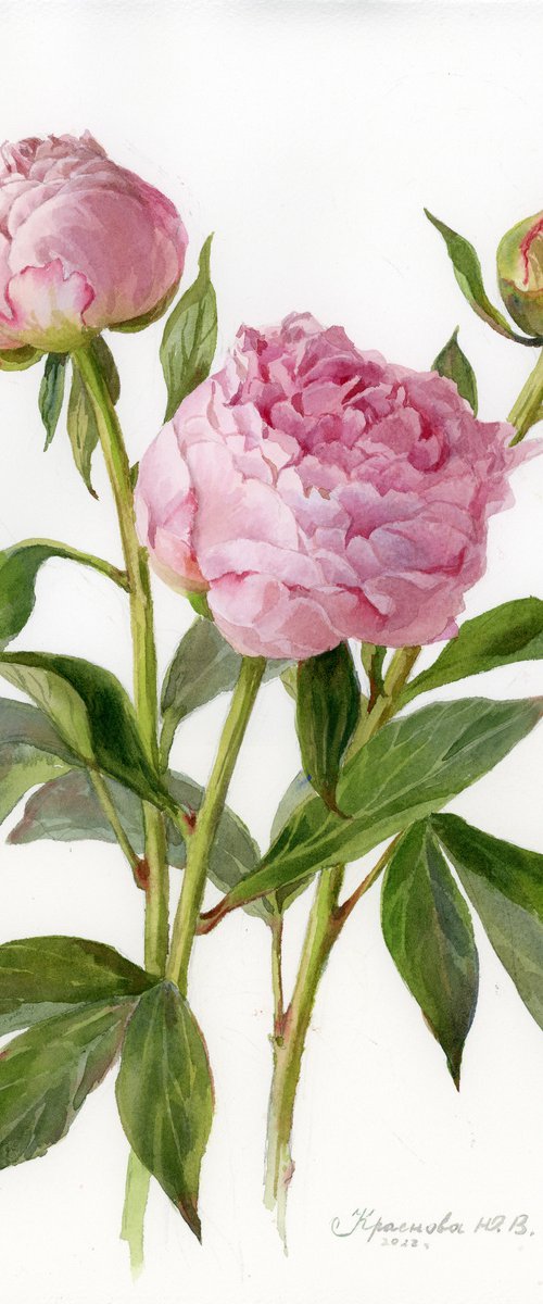 Peonies by Yulia Krasnov