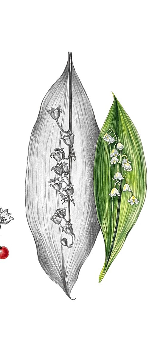 Lily of the valley by Nataliia Kupchyk