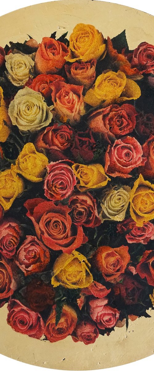 Rosa anulus 1 by Andrew Mortimer